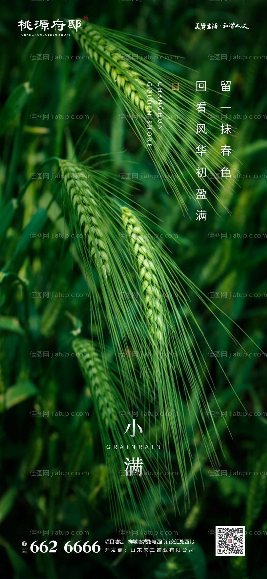 简洁绿色麦穗小满节气海报-源文件